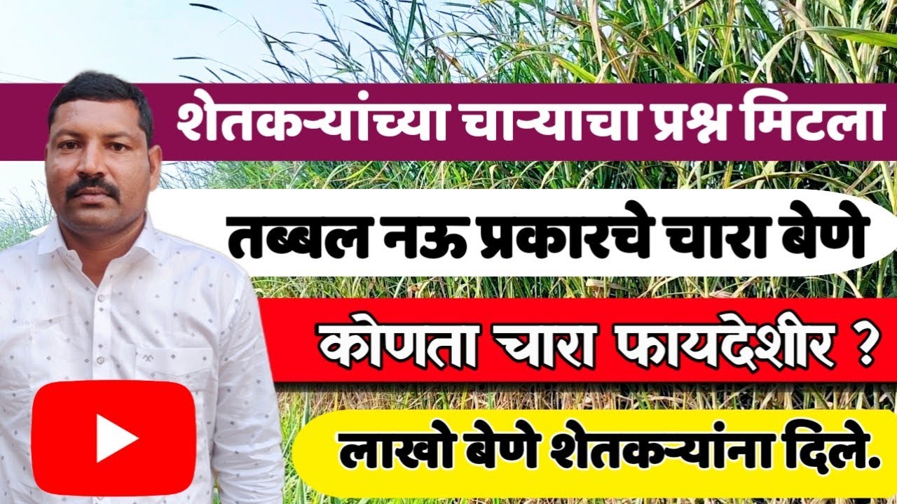 एकाच ठिकाणी तब्बल नऊ प्रकारचे चारा बेने | #Napier #grass #4g bullet super napier
