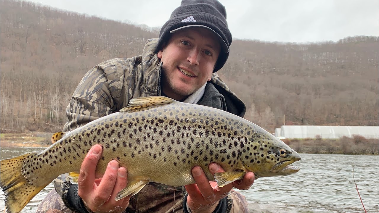 RIVER BROWN TROUT (ALLEGHENY RIVER)(MULTIPLE SPECIES DAY)