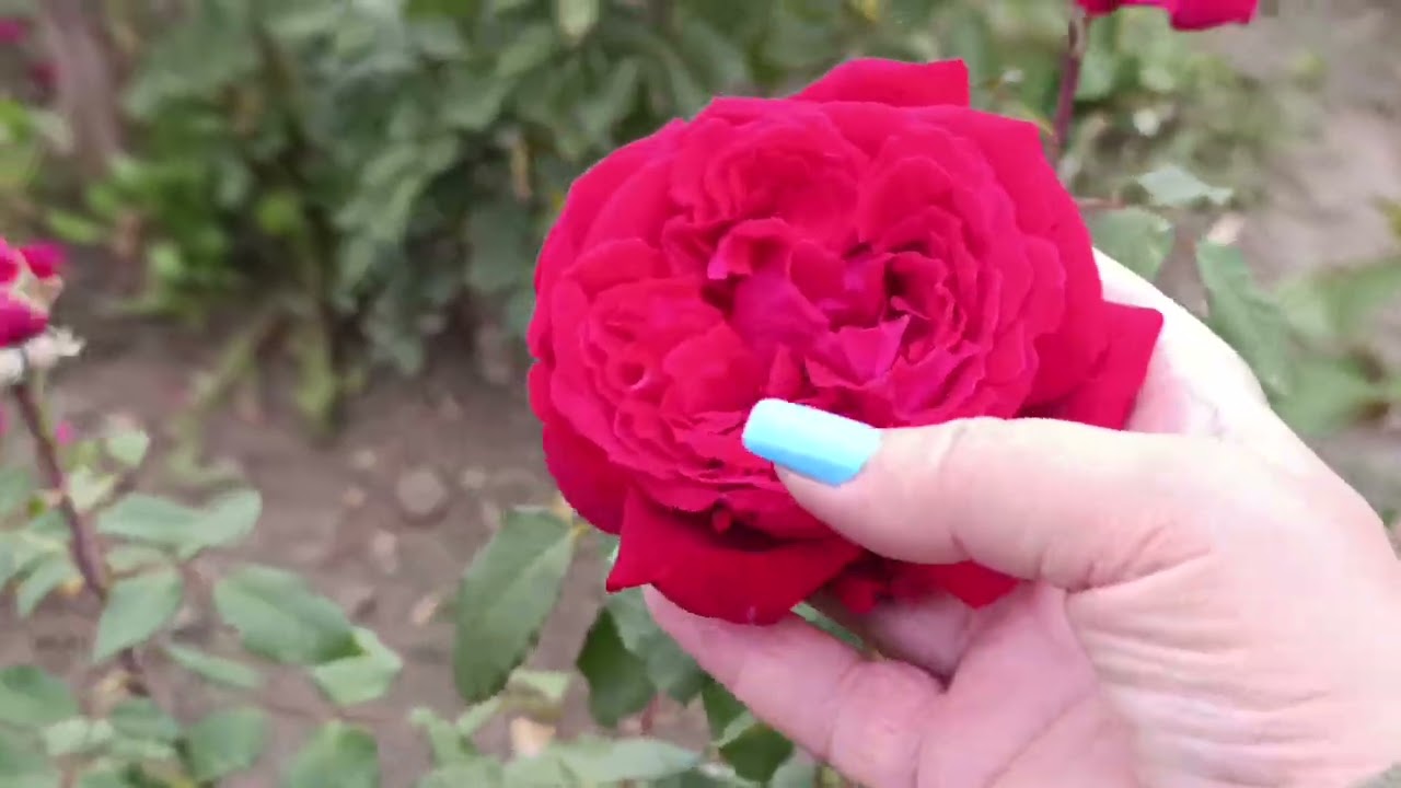 #saveukrain 🇺🇦🙏Чудові чайно-гібридні троянди 🌹🌹🌹, Вересневе 🌹🌹🌹 квітування, назви в описі