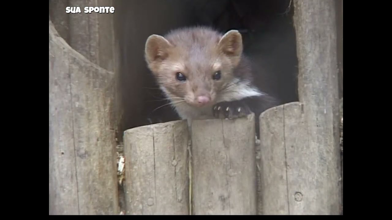ŠELMY  ČR - vlk, medvěd, rys, kuna skalní a lesní, tchoř, vydra, psík mývalovitý, lišky a další.