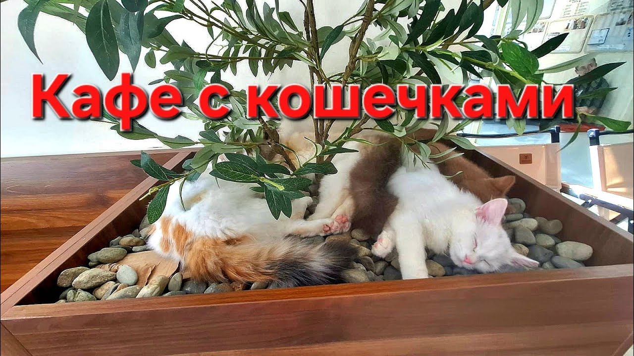 Нячанг🇻🇳 Кафе с кисками....