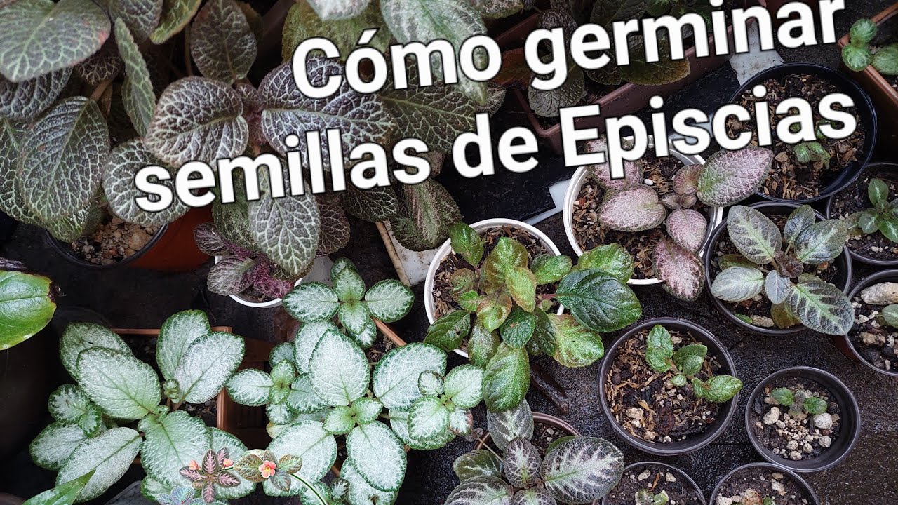 Cómo Germinar Semillas de Episcias