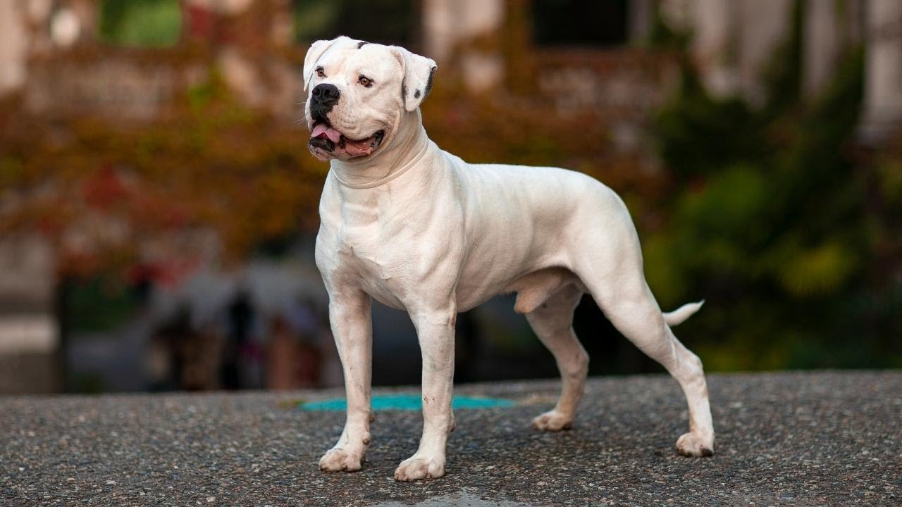 Do you want a American Bulldog? Check This!!