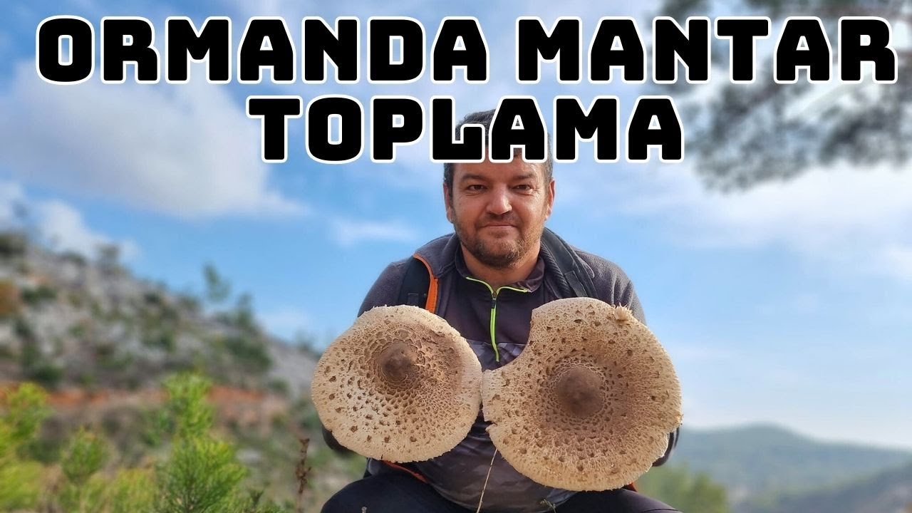 Mantar Nerede Bulunur ve Nasıl Toplanır? | Şemsiye Mantarı Toplama