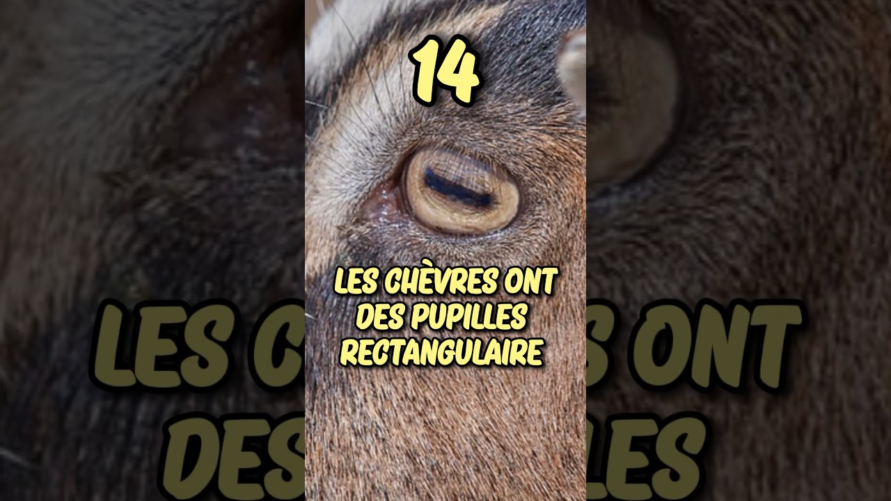 Top 15 des faits insolites