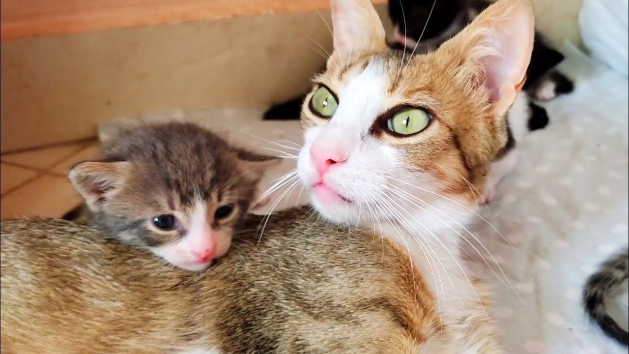 Rescued newborn kittens meowing for mom and she try to calm them by kissing