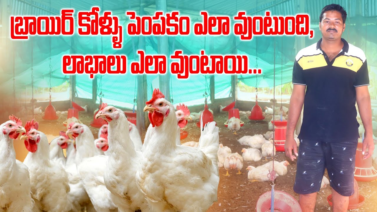 బ్రాయిలర్ కోళ్ళ పెంపకం ఎలా వుంటుంది? | Broiler Chicks Farming | Poultry Farming | AgriTech Telugu
