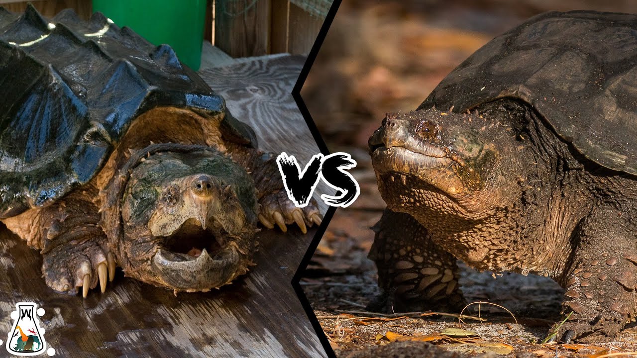 ALLIGATOR SNAPPING TURTLE VS COMMON SNAPPING TURTLE - Who Would Win?