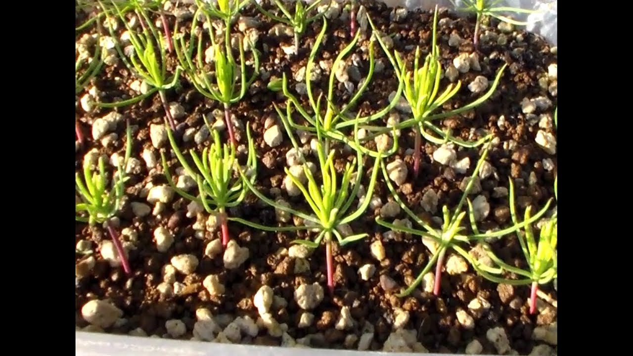 Pino negro y manzano sin estratificar. Bonsai desde semilla. Pino negro bonsai. El yeti