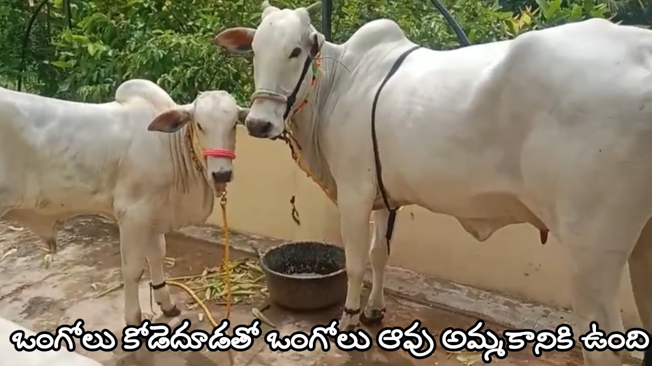 అందమైన కోడెదూడతో ఒంగోలు ఆవు అమ్మకానికి ఉంది | Ongole cow for sale with Beautifull Ongole male calf 