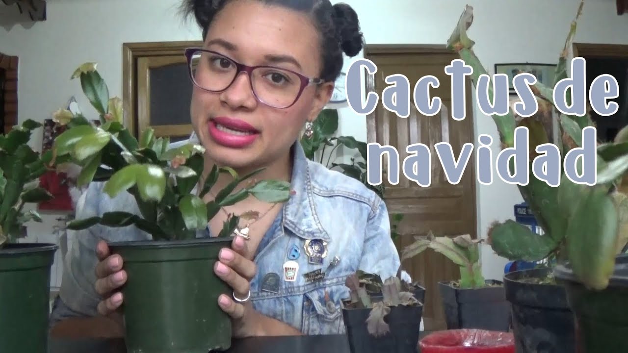 Todo sobre los cactus de navidad │Candy Bu