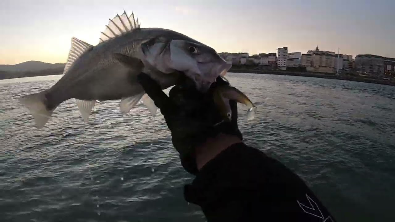 🚀COLOR WAKASAGI 🔝 para 𝔏𝔞 𝔯𝔢𝔦𝔫𝔞 𝔤𝔞𝔩𝔩𝔢𝔤𝔞👑(🎣 & 🎵) #30 Best FISHING videos FUNNY