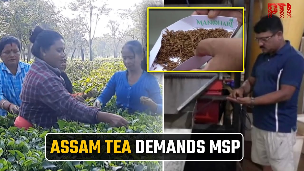 Budget 2026: Assam tea industry urges FM for MSP, better wages for garden workers