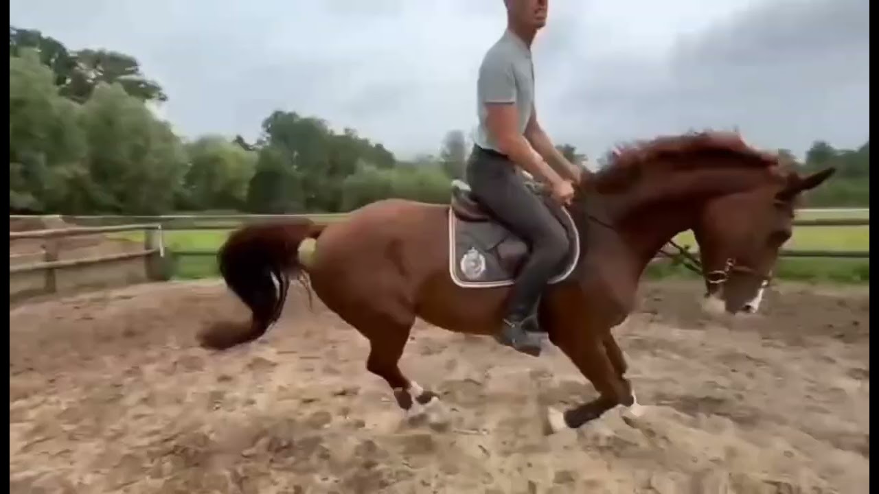 PN-horses: Isis, 12 years old 