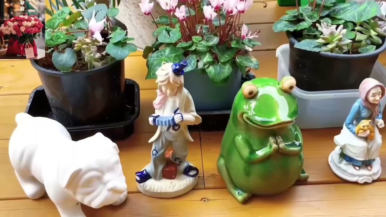 我家花园真美丽🌹❤️🌼🌺🌷🌸