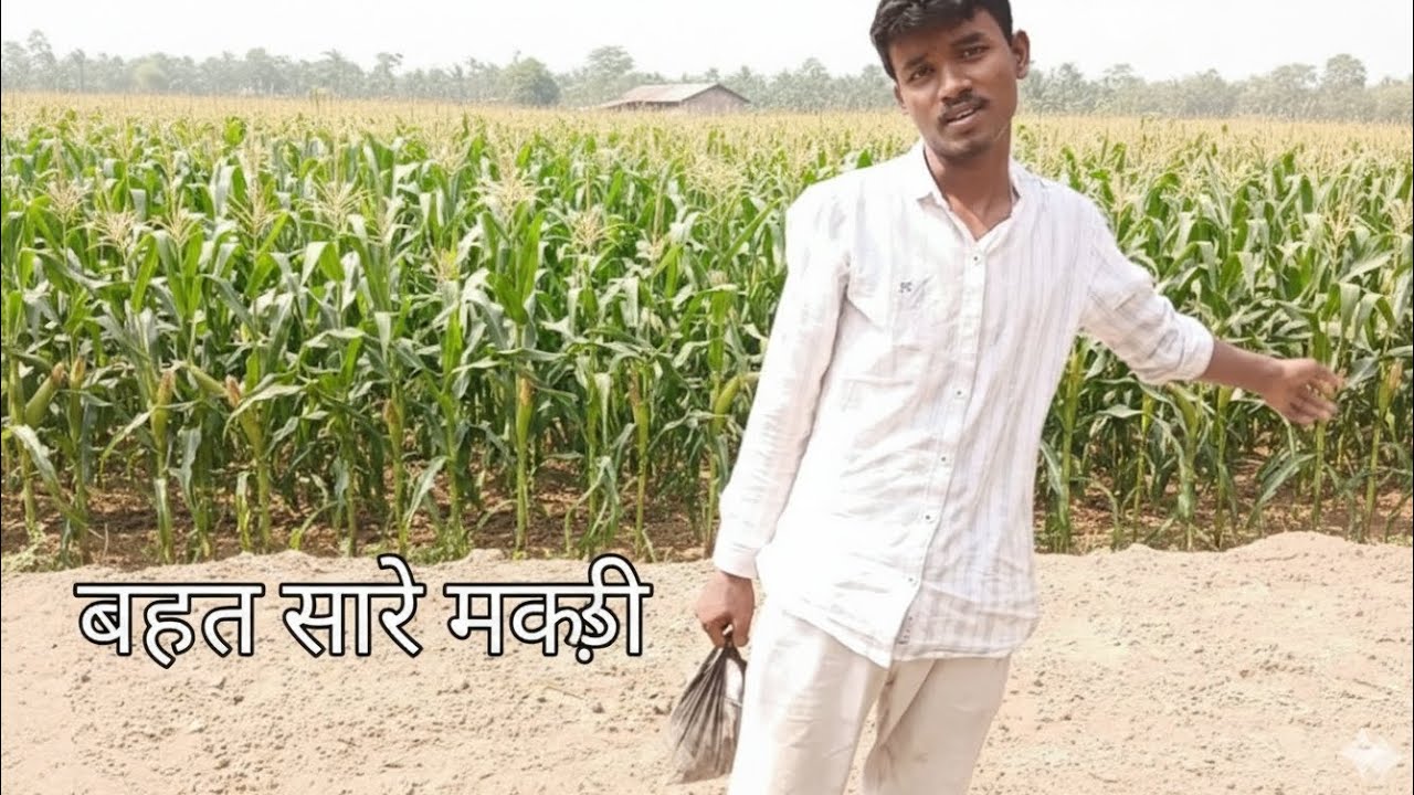 Khet ki Shaan, Hamari Makai! 🌽Khet mein Hariyali, Jeevan mein Khushali. Part 7