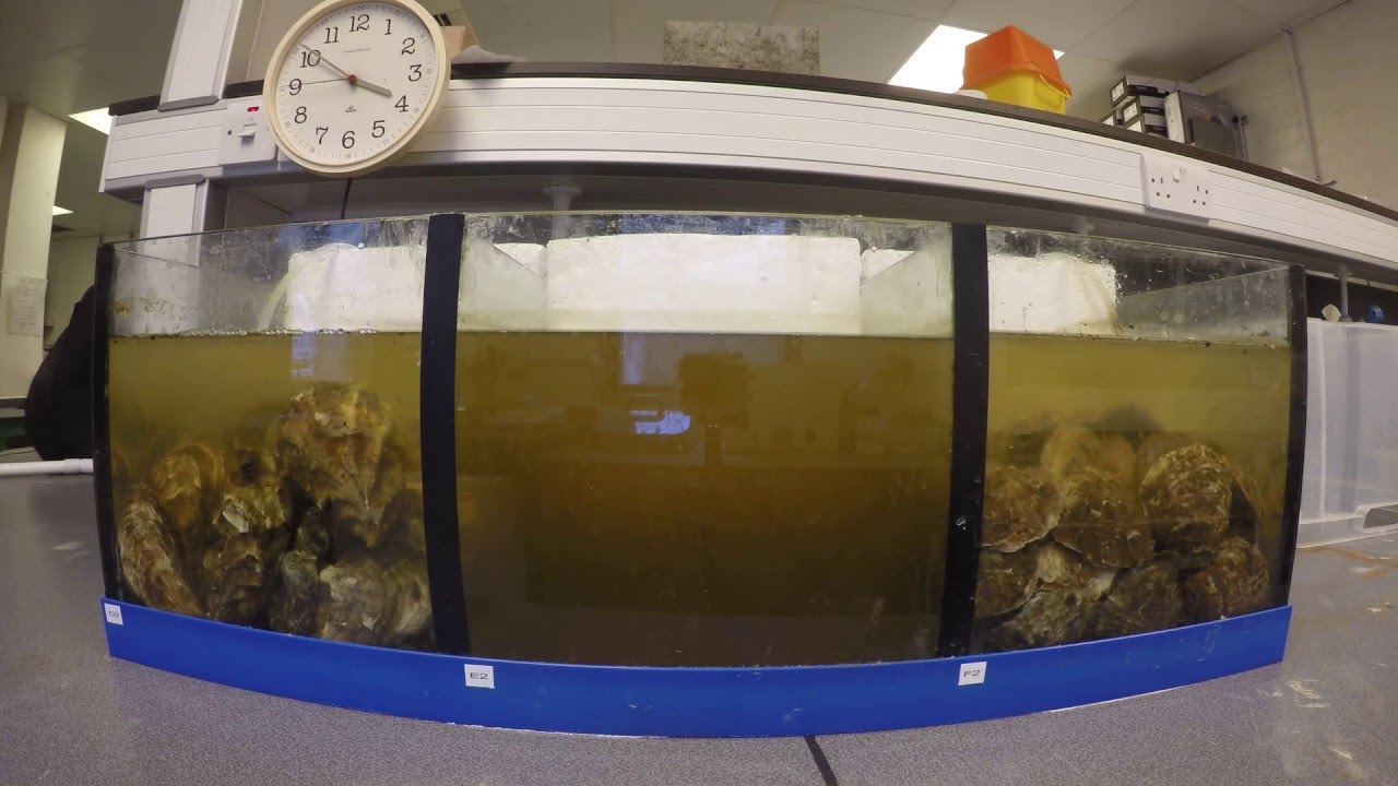 Oysters filtering water to clear