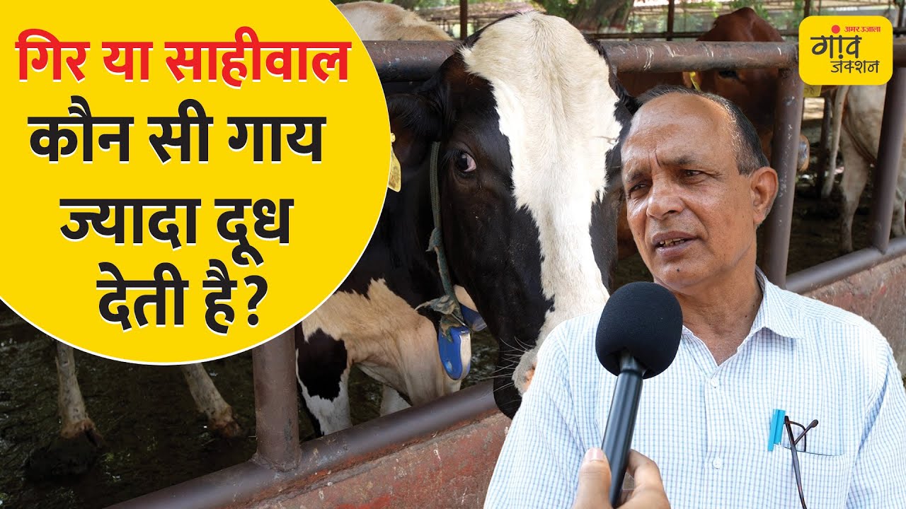 गिर और साहीवाल गाय की पहचान कैसे करें, कौन सी गाय कितना देती है दूध?| Sahiwal Vs Gir Cow