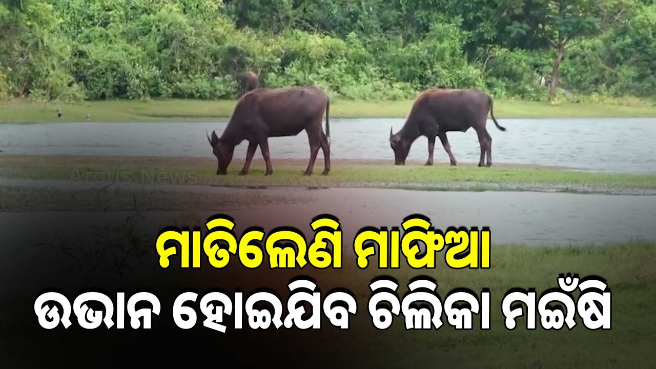 ବିଲୁପ୍ତ ହେବାକୁ ବସିଛି ବିରଳ ପ୍ରଜାତି ଚିଲିକା ମଇଁଷି | Rare Chilika Buffalo On The Verge Of Extinction