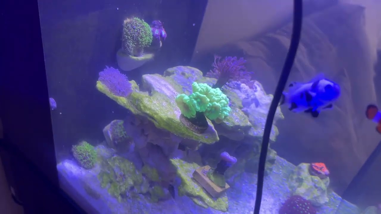 NANO REEF - 28/12/2024