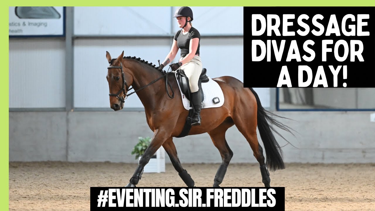Freddles finds his dancing shoes - Elementary 42 Dressage Vlog
