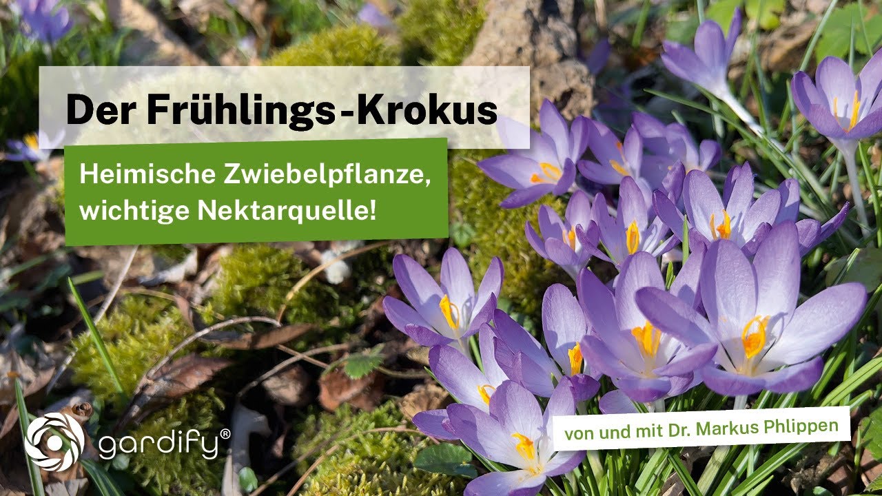 Der Frühlings-Krokus - Zwiebelpflanze mit feinem Duft und Energiequelle für Insekten. Crocus vernus
