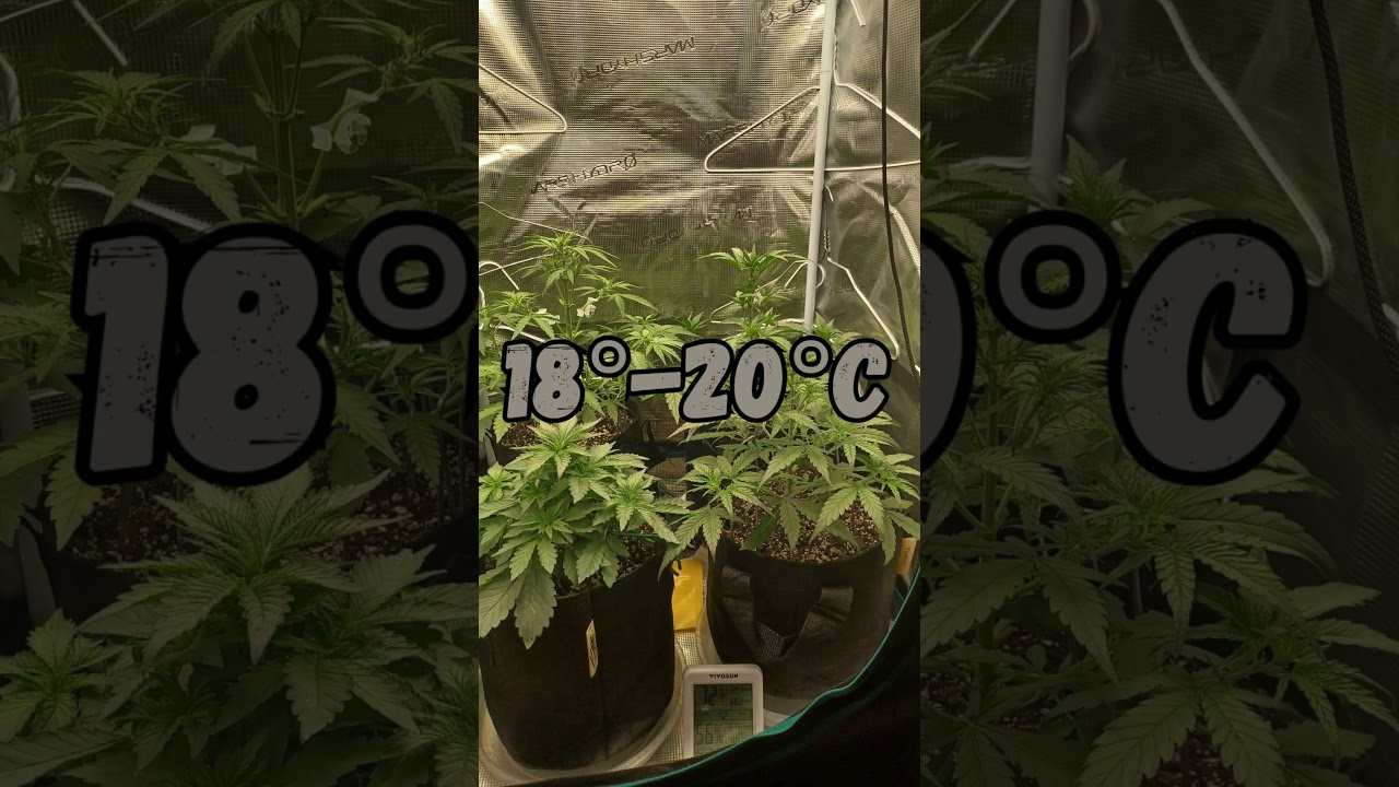 kann 🥦 Lila werden? #cannabiseducation #legalisierung