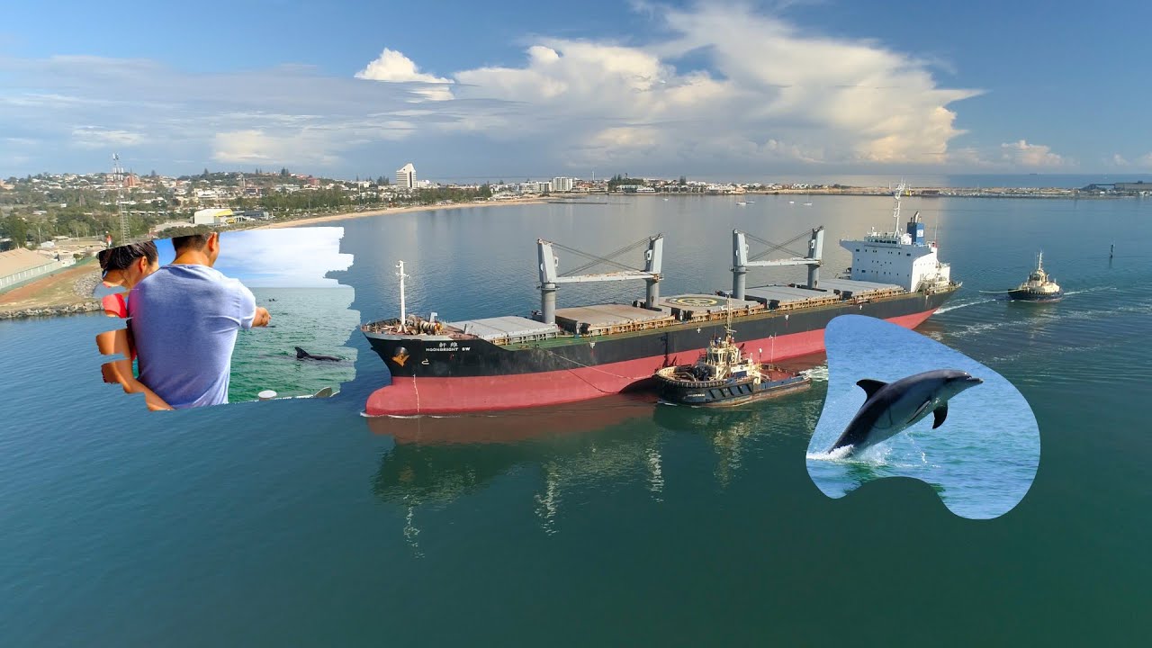 Bunbury Port & Dolphin Cruise