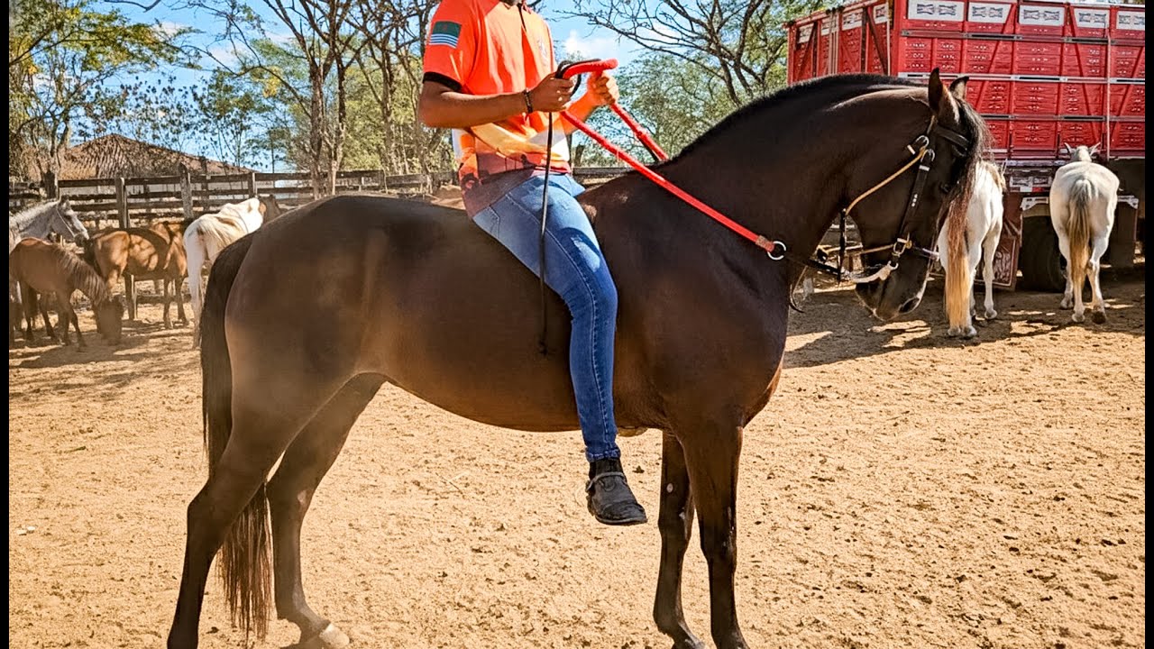 FEIRA DE CAVALOS DE CARUARU PE, LOTADA DE ANIMAIS, TERÇA FEIRA, (03/02/26) #nordeste