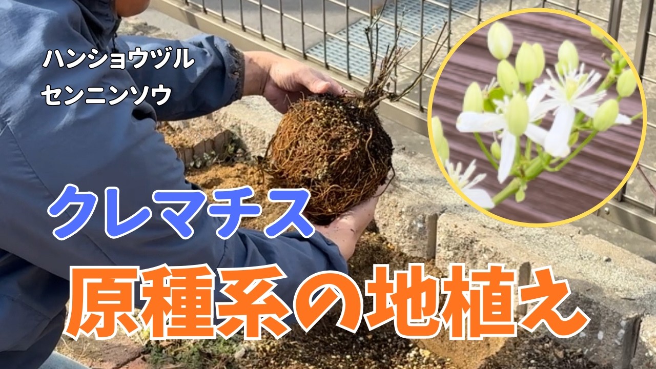 【クレマチス】原種系クレマチスの地植え