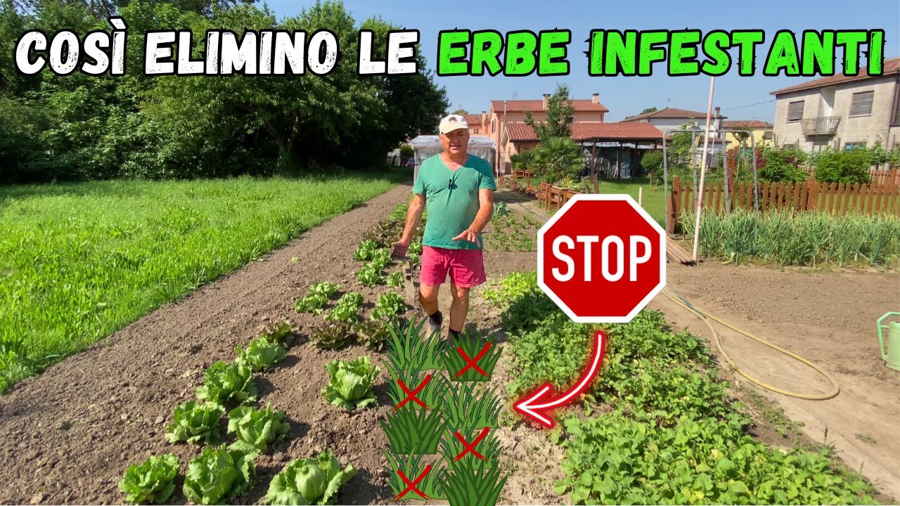 Come ELIMINO LE ERBE INFESTANTI dall'ORTO!