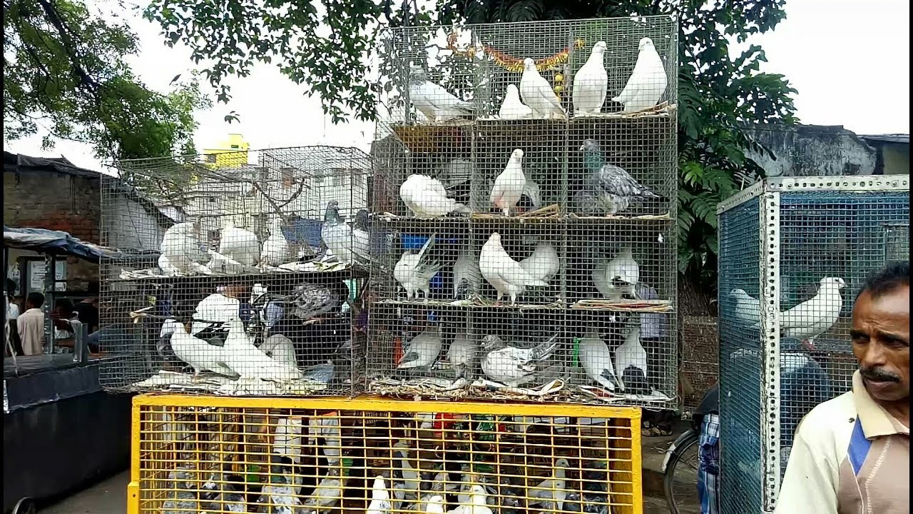 BEST PIGEON MARKET OF KOLKATA (SHYAMBAZAR -SUNDAY)