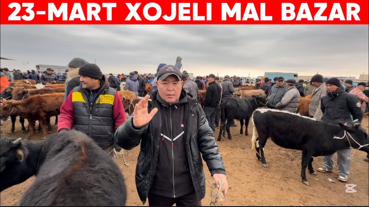 23-МАРТ ХОЖЕЛИ МАЛ БАЗАР КОЙ ЕШКИ БУГАЛАР СКОТНЫЙ РЫНОК EXPENSIVE BULLS