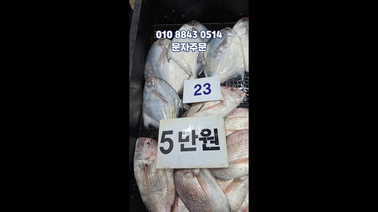 03/27  만해수산 어판장 실시간