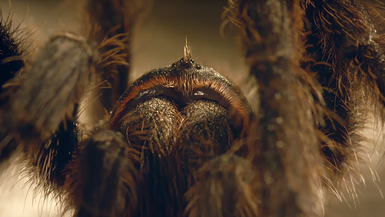 Don't Lose Your Head! Tarantula Mating | Wild Patagonia | BBC Earth