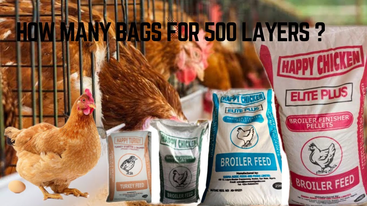 How Many Bags of Feed Will 500 Layer Chickens Consume from Day 1 Till Point of Lay?