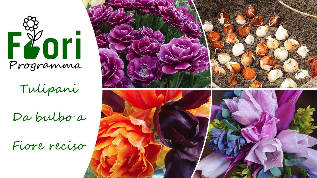 Tulipani da bulbo a fiore reciso, trucchi e consigli per la coltivazione
