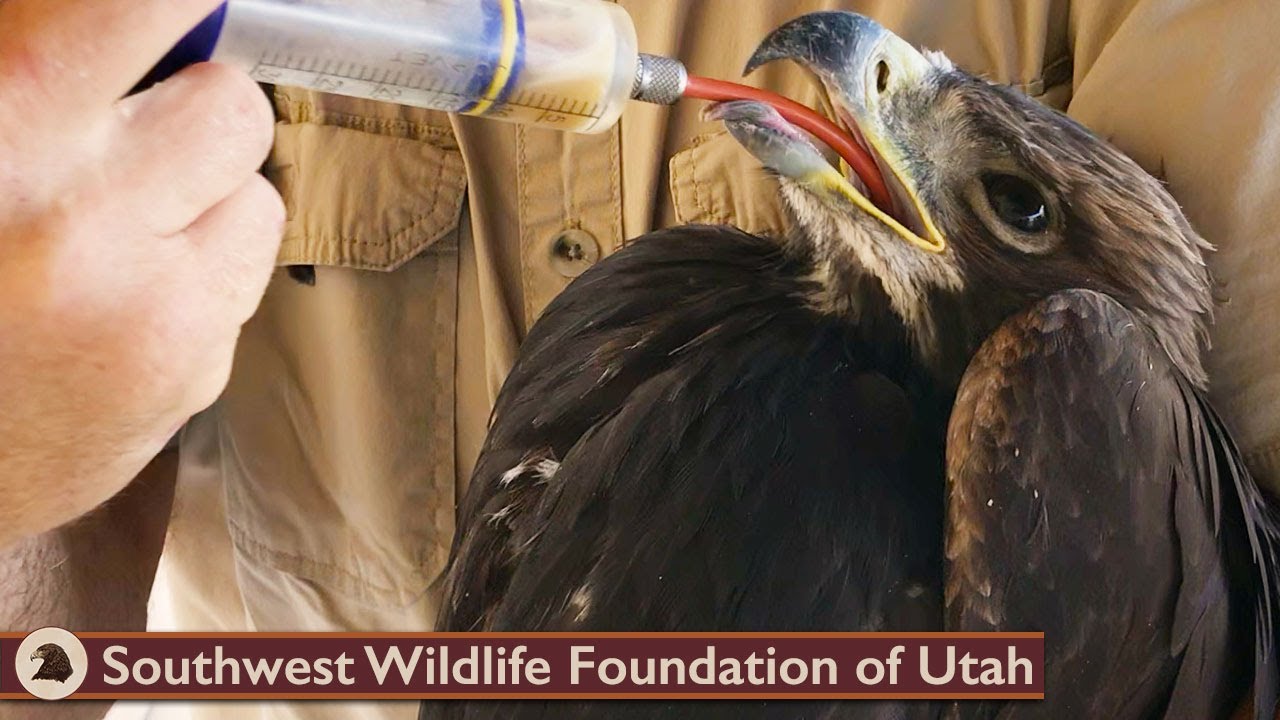 Young Golden Eagle Separated from Parents