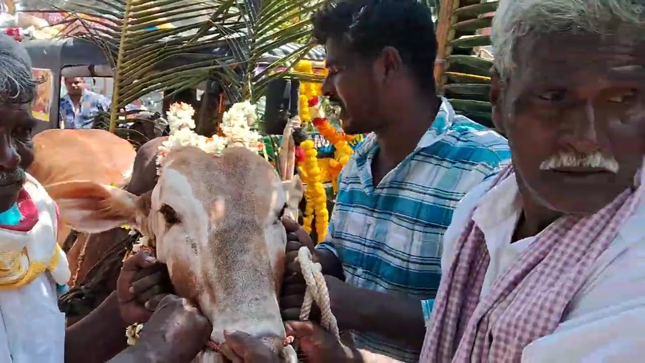 గంగమ్మ జాతరలో ఊరేగింపుతో సాగిన సంగీత నాట్యం | తిరునాళ్లు - Live Musical Play in Gangamma Jatara