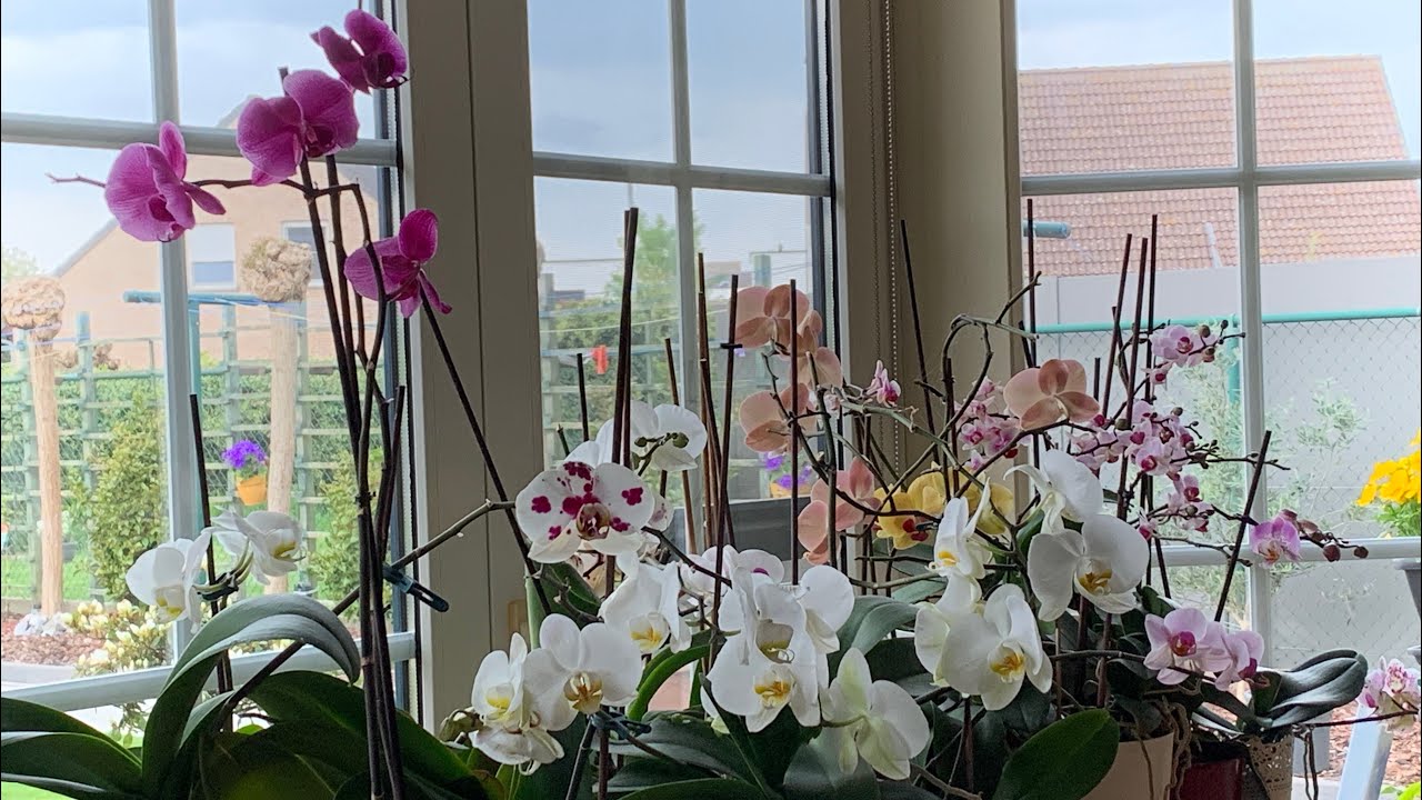 My indoor orchids