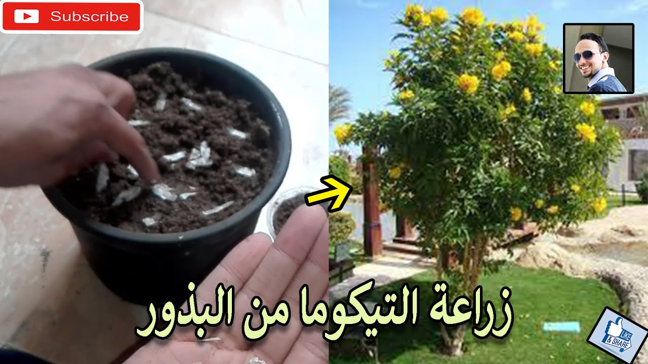 زراعة اشجار التيكوما من البذور الجزء الثاني انبات البذور