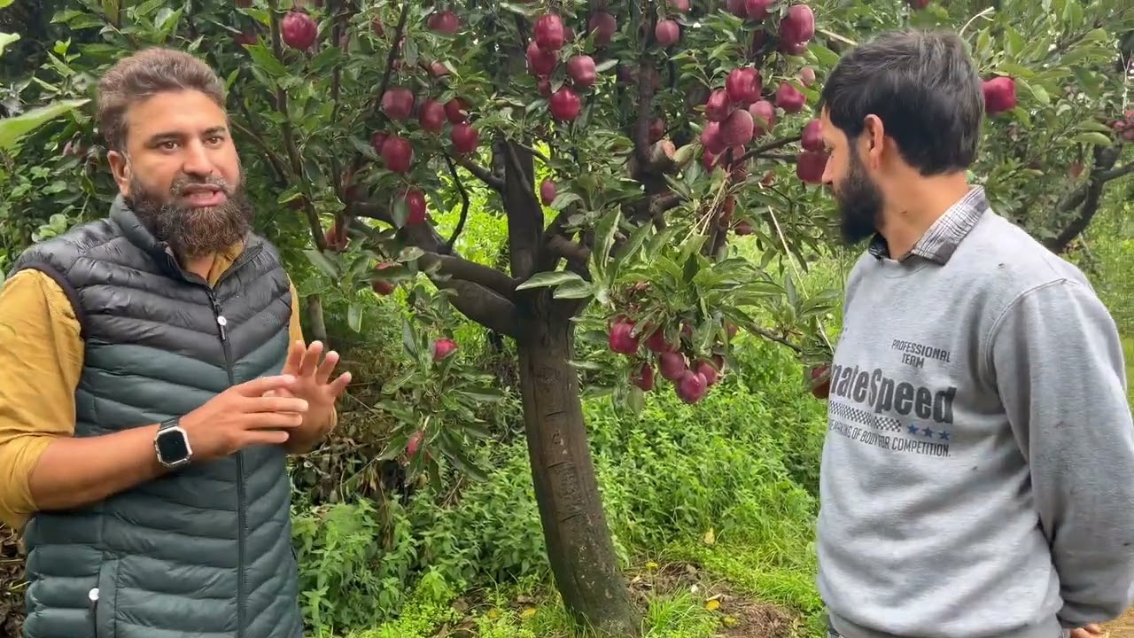 Variety z1 ss2 adam at kVF Orchard 9149940902