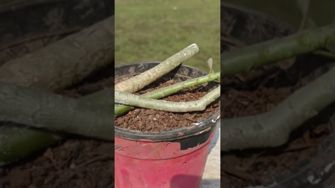 How To Grow Cutting Of Adenium | Adenium Cutting | Adenium #shorts #youtubeshorts #adenium