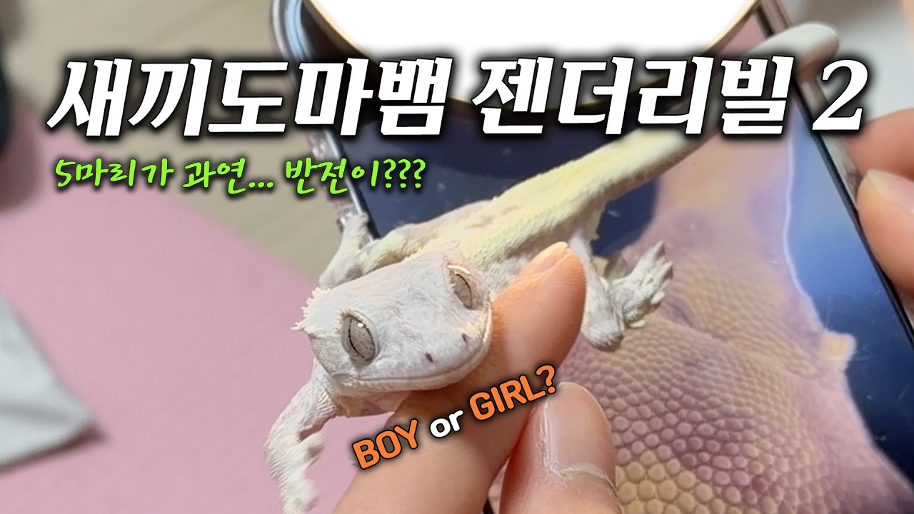 크레스티드게코 젠더리빌 part.2 (gender reveal) 과연 반전이 있을까?