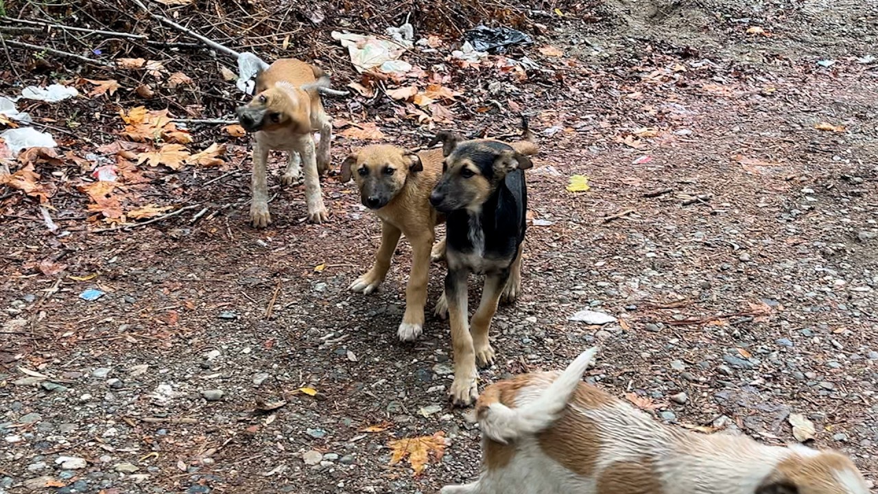 Ormanda Yaşamak Zorunda Kalan K&ouml;pekler Bizi Tanıyana Kadar Gelmedi