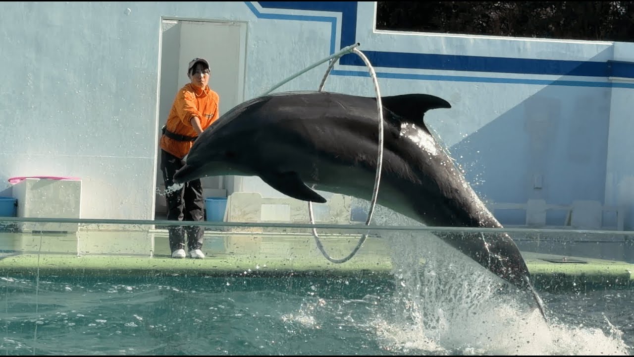 しながわ水族館 イルカショー バンドウイルカ（ホップ・ティナ・バニラ） BGM：Good Time / Owl City & Carly Rae Jepsen ※2026.01.30 #しながわ水族館