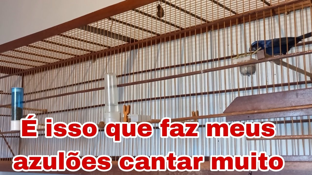 como manter os azul&otilde;es cantando muito sem campeadas.