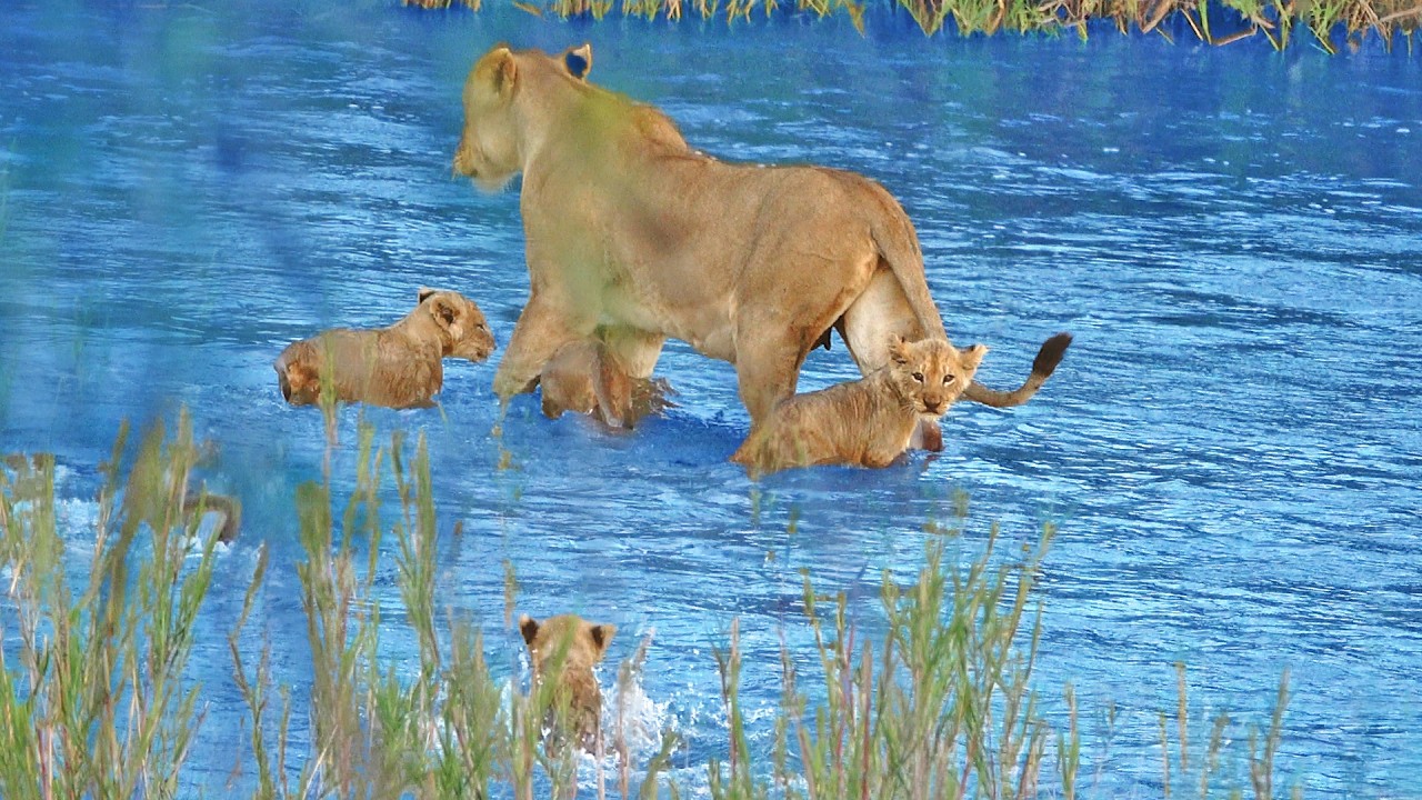 Lioness Leads Her 4 Little Cubs Across River