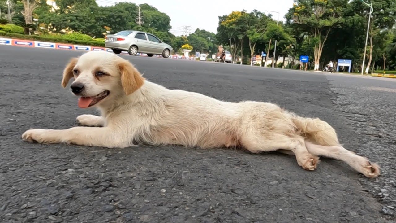 A lonely little dog was waiting... and I adopted her.