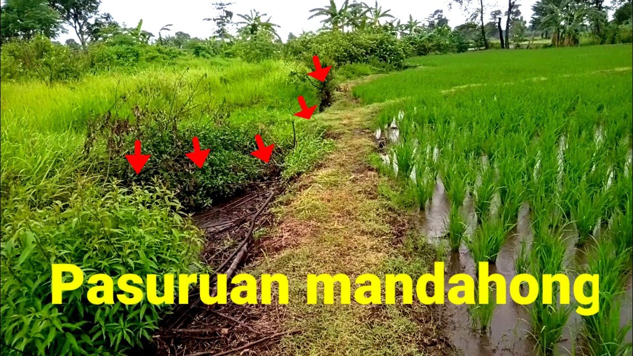 BISA DAPAT 1 KINTAL MANCING DI SINI BELUTNYA BANYAK DAN BESAR BESAR